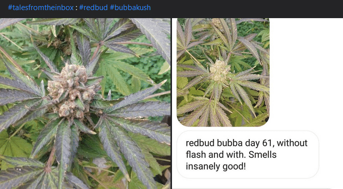 fermented-plant-extracts-tales-from-the-inbox-17